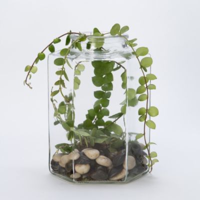 Candy Jar Terrarium, Hexagon