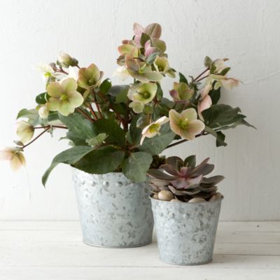 Studded Zinc Pot