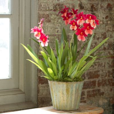'Swiss Beauty’ Orchid Trio