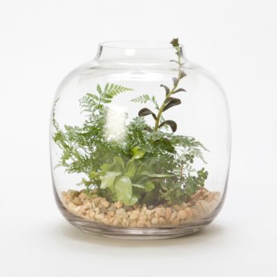 Water Jar Terrarium