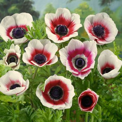 Anemone ‘de Caen Bi-Color’ Bulbs