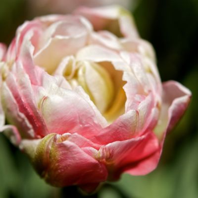 Tulip ‘Angelique’ Bulbs