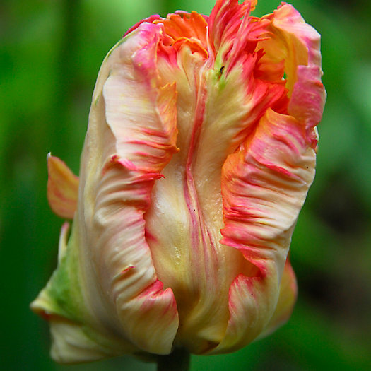 View larger image of Tulip Apricot Parrot Bulbs