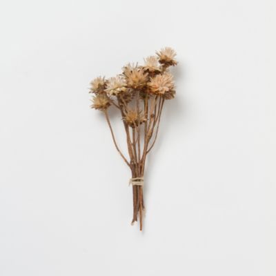 Dried Plumosum Bunch