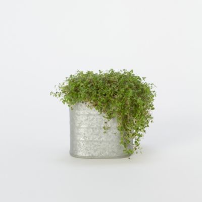 Zinc Round Corner Pot, Medium