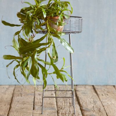 Round Basket Plant Stand, Large