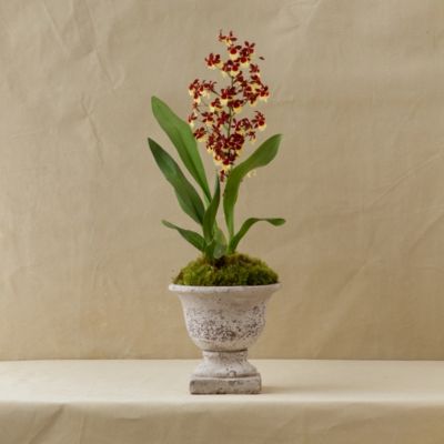 Oncidium Orchid
