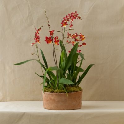 Oncidium Orchid Trio