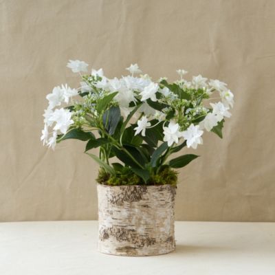Shooting Star Hydrangea