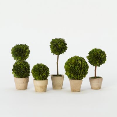 Preserved Boxwood Mini Topiary Set