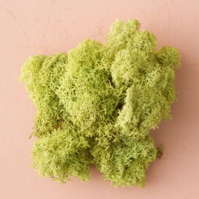 Preserved Reindeer Moss, Bright