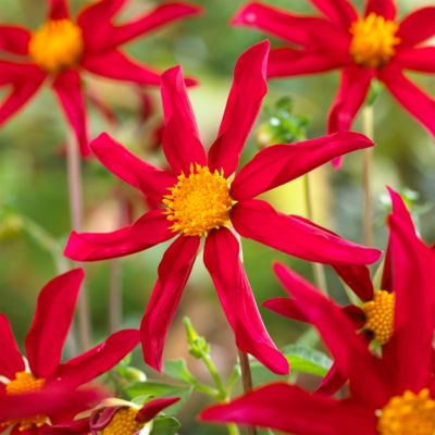 ‘Honka Red’ Dahlia Bulb