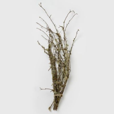 Sustainably Harvested Green Shield Lichen Moss Dried Moss on Bark Bran –  DyBeeApothecary