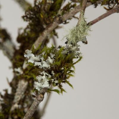 Any ideas on how to do that hanging moss/lichen/whatever it's called? :  r/TerrainBuilding