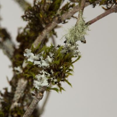Moss & Lichen Branches