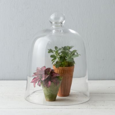 Bell Jar Cloche in Sale Garden at Terrain