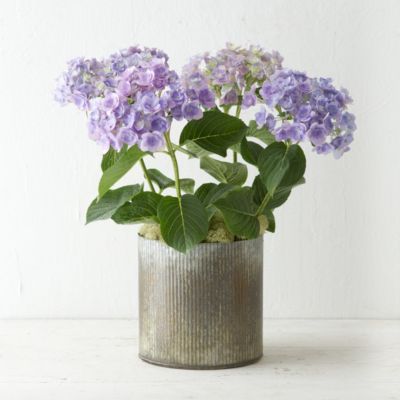 Angel’s Parasol Hydrangea, Zinc Pot