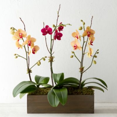 Phalaenopsis Orchid Trio