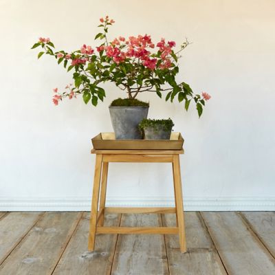 Protected Teak Plant Stand, Low