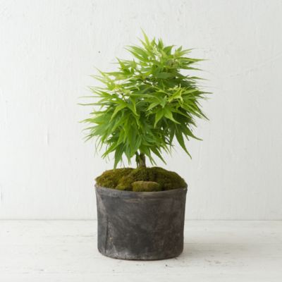 Mikawa Yatsubusa Japanese Maple