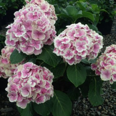 Wedding Ring Hydrangea