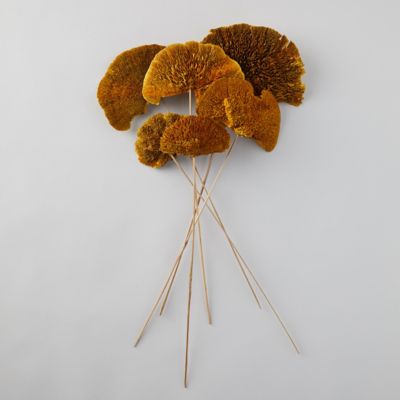 Dried Sponge Mushroom Bunch