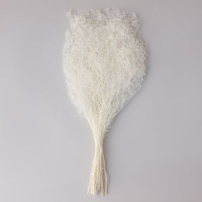 Preserved Stardust Gypsum Bunch