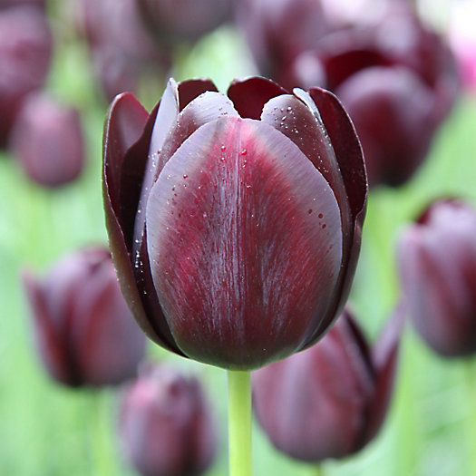 View larger image of Tulip ‘Queen of the Night’ Jumbo Bulbs