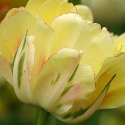 Tulipa Akebono тюльпан