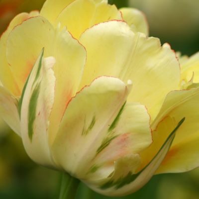 Tulip ‘Akebono’ Bulbs