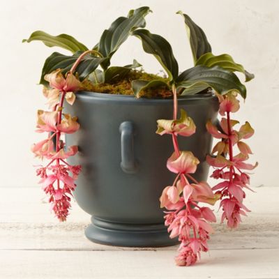 Lug Handle Urn Planter, 15"