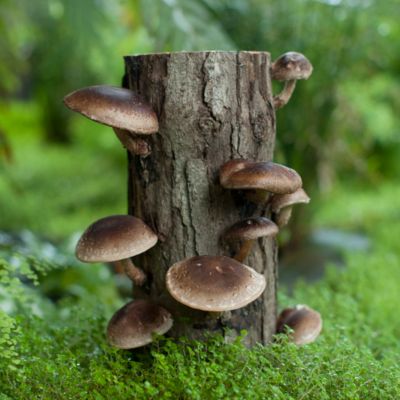 shiitake mushroom