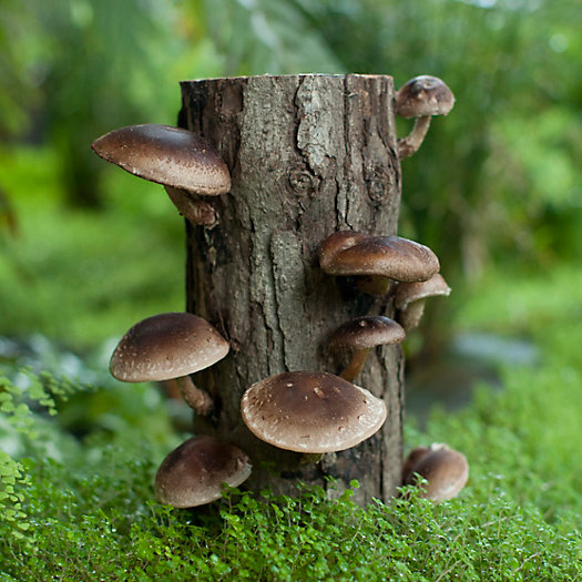 View larger image of Shiitake Mushroom Log