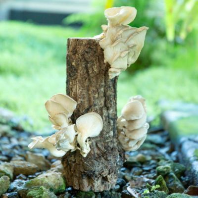 Phoenix Oyster Mushroom Log