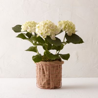 Midori Hydrangea
