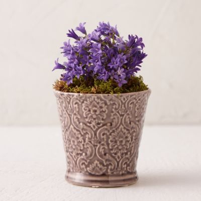 Purple Campanula