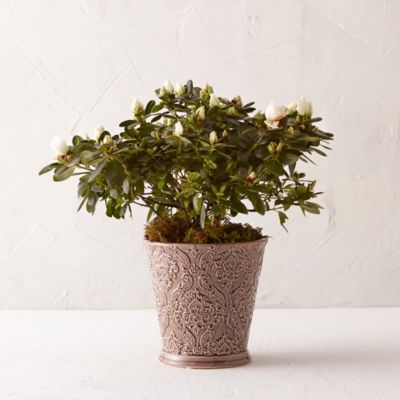 White Azalea