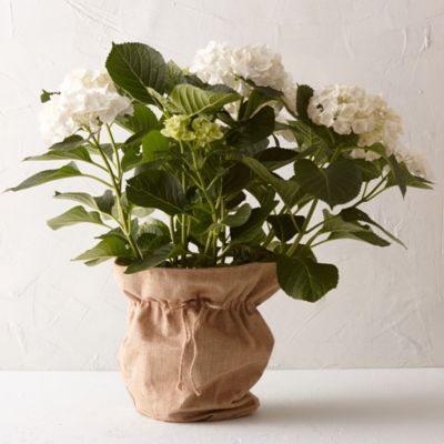 Mophead Hydrangea, Burlap Pot