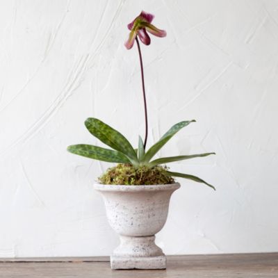 ‘Raisin Pie’ Paphiopedilum Orchid