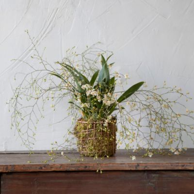 ‘Twinkle’ Oncidium Orchid