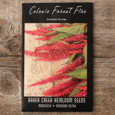 ‘Forest Fire’ Celosia Seeds