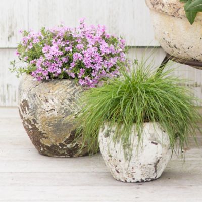 Barnacle Round Shoulder Pot