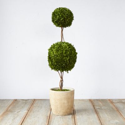 Preserved Boxwood Double Topiary, Large