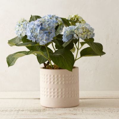 Blue Polka Dot Hydrangea