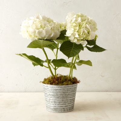 White Mophead Hydrangea
