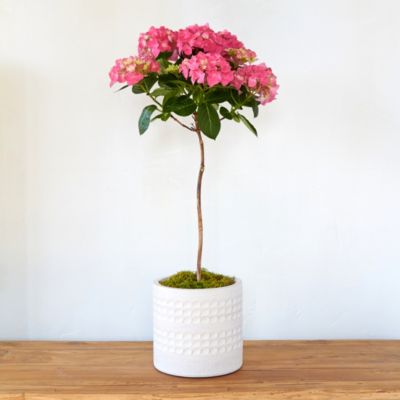 Pink Hydrangea Topiary