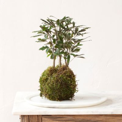 Aralia ‘Castor’ Fern String Garden