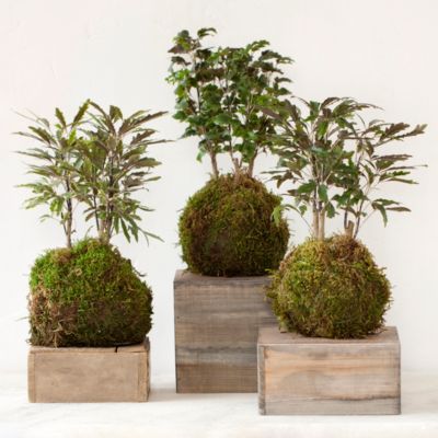 Aralia Fern String Garden Trio