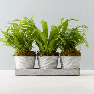 Potted Fern Trio