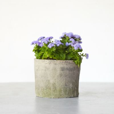 Earth Fired Clay Low Sill Pot